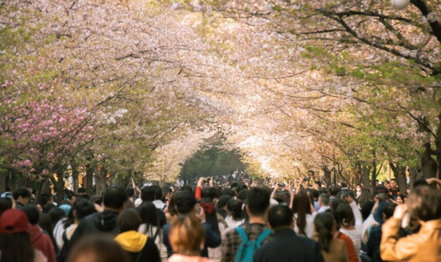 Japan Cherry Blossom Festival Cancelled? Dates, Reasons & Alternatives