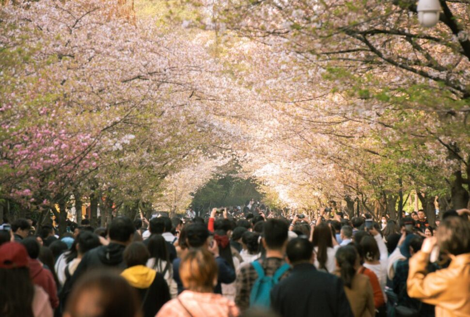 Large crowd gathered under blooming cherry blossom trees in Japan during peak sakura season after japan cherry blossom festival canceled announcement.