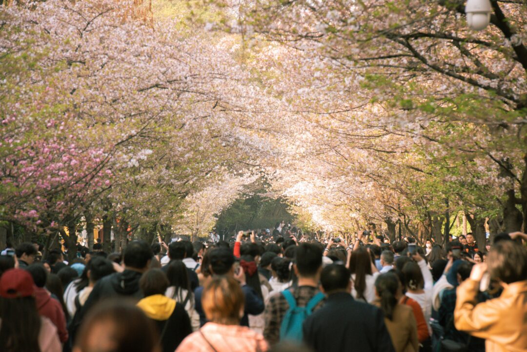 Large crowd gathered under blooming cherry blossom trees in Japan during peak sakura season after japan cherry blossom festival canceled announcement.