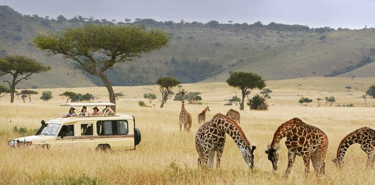 Kenya Safari from Dubai: Masai Mara, Cost & Best Time