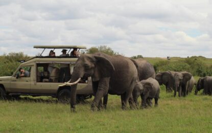 Book 6-Day Kenya Safari Tour: Tree Lodge Stay, Lake Naivasha & Big Five Experience