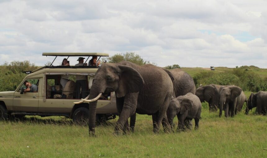 Book 6-Day Kenya Safari Tour: Tree Lodge Stay, Lake Naivasha & Big Five Experience