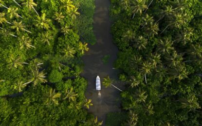7-Day Kerala Tour Package: From Tea Gardens to Backwaters Bliss
