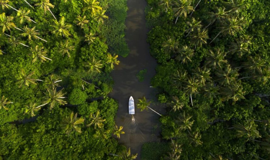 7-Day Kerala Tour Package: From Tea Gardens to Backwaters Bliss