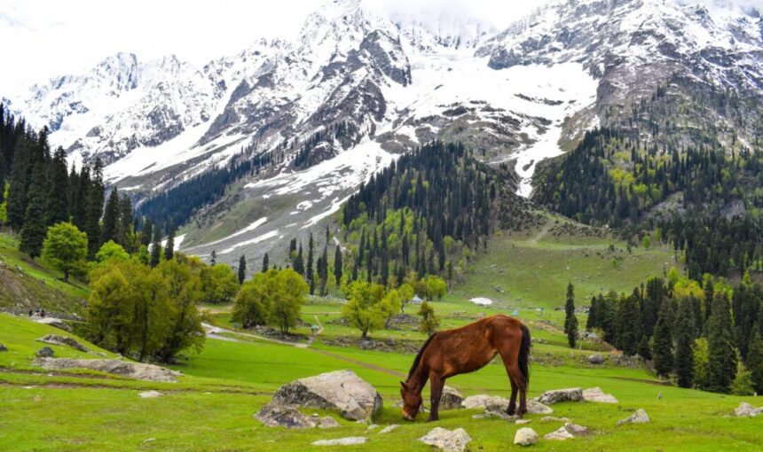 6-Day Kashmir Tour | Srinagar, Gulmarg & Pahalgam (Save 19%)