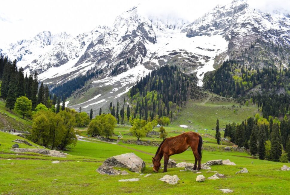 6-Day Kashmir Tour | Srinagar, Gulmarg & Pahalgam › Forever Tourism LLC 6-day Kashmir tour with Srinagar, Gulmarg & Pahalgam