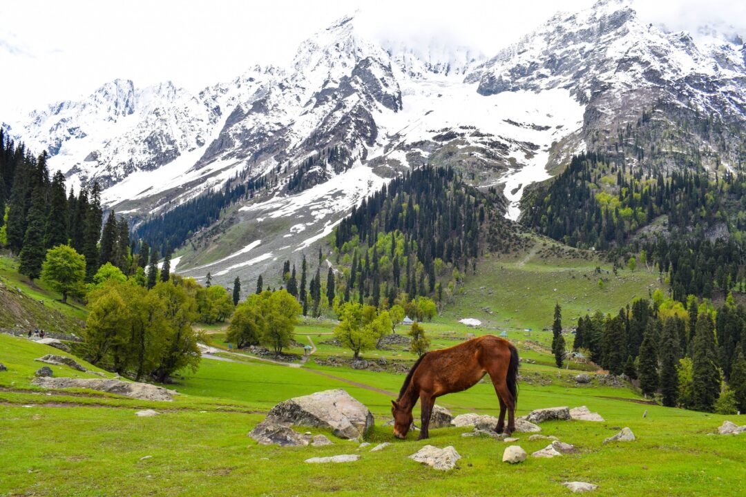 6-day Kashmir tour with Srinagar, Gulmarg & Pahalgam