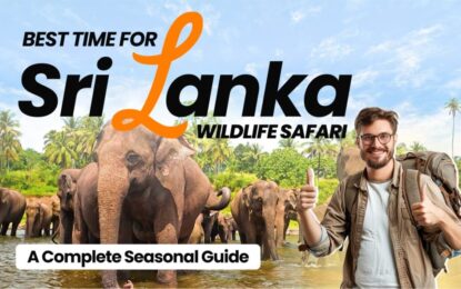 Best Time for a Sri Lanka Wildlife Safari: A Complete Seasonal Guide