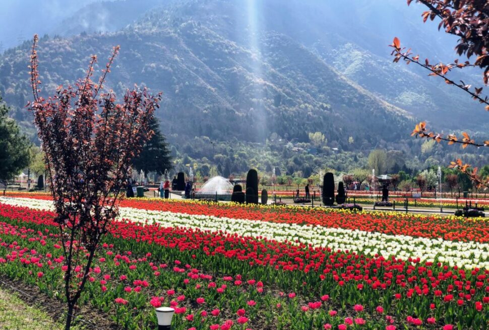 Tulip Garden in Kashmir