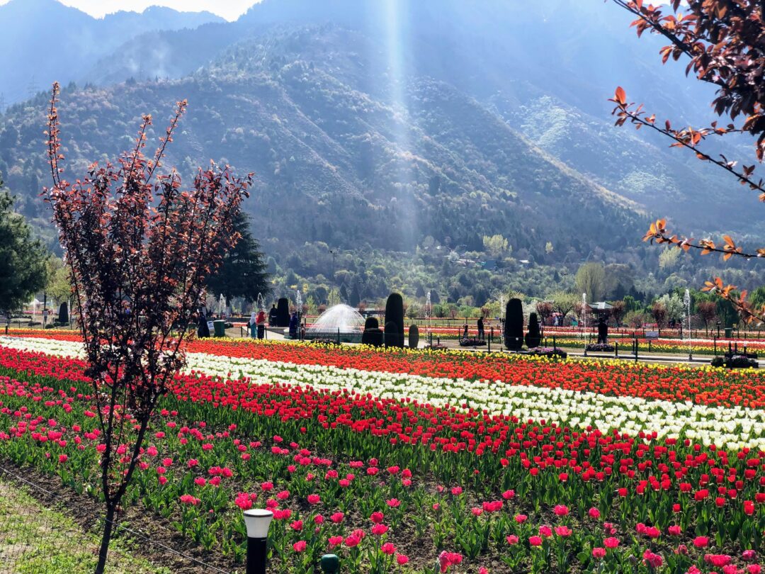 Tulip Garden in Kashmir