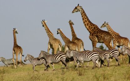 Kenya Masai Mara Safari Packages – A Complete Guide