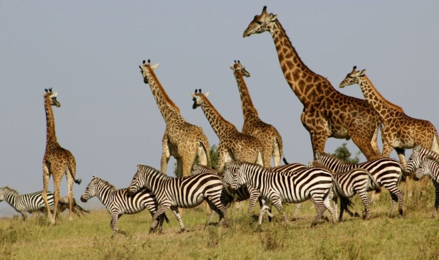 Kenya Masai Mara Safari Packages – A Complete Guide