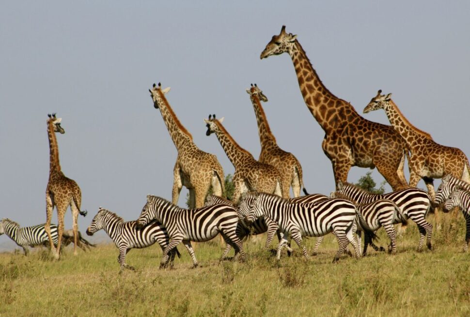 Kenya Masai Mara Safari Packages – A Complete Guide › Forever Tourism LLC wild animals in Kenya Masai Mara Safari Packages