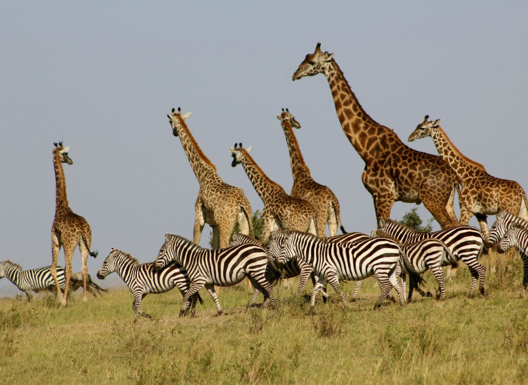 wild animals in Kenya Masai Mara Safari Packages