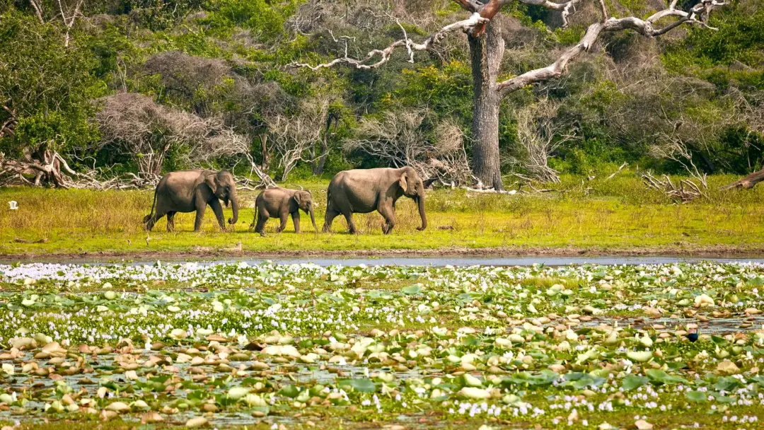 yala national park safari