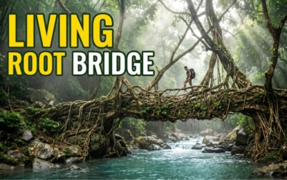 Living Root Bridge Meghalaya: Complete Travel & Trekking Guide