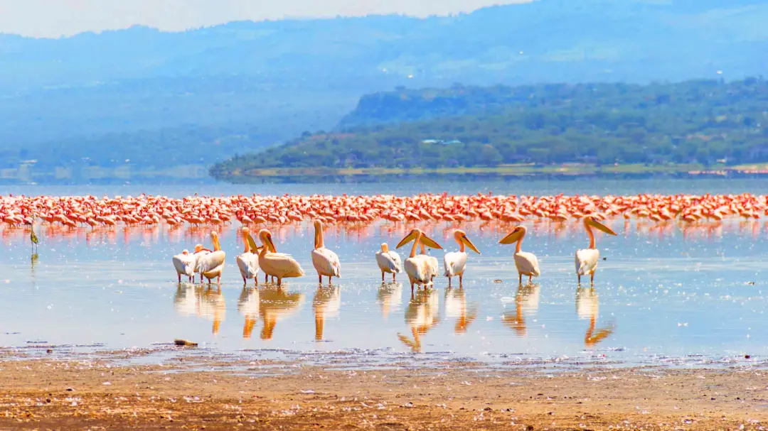 White pelicans wading in shallow lake as a dense flock of pink flamingos sits in the water behind them, with hills in the distance.
