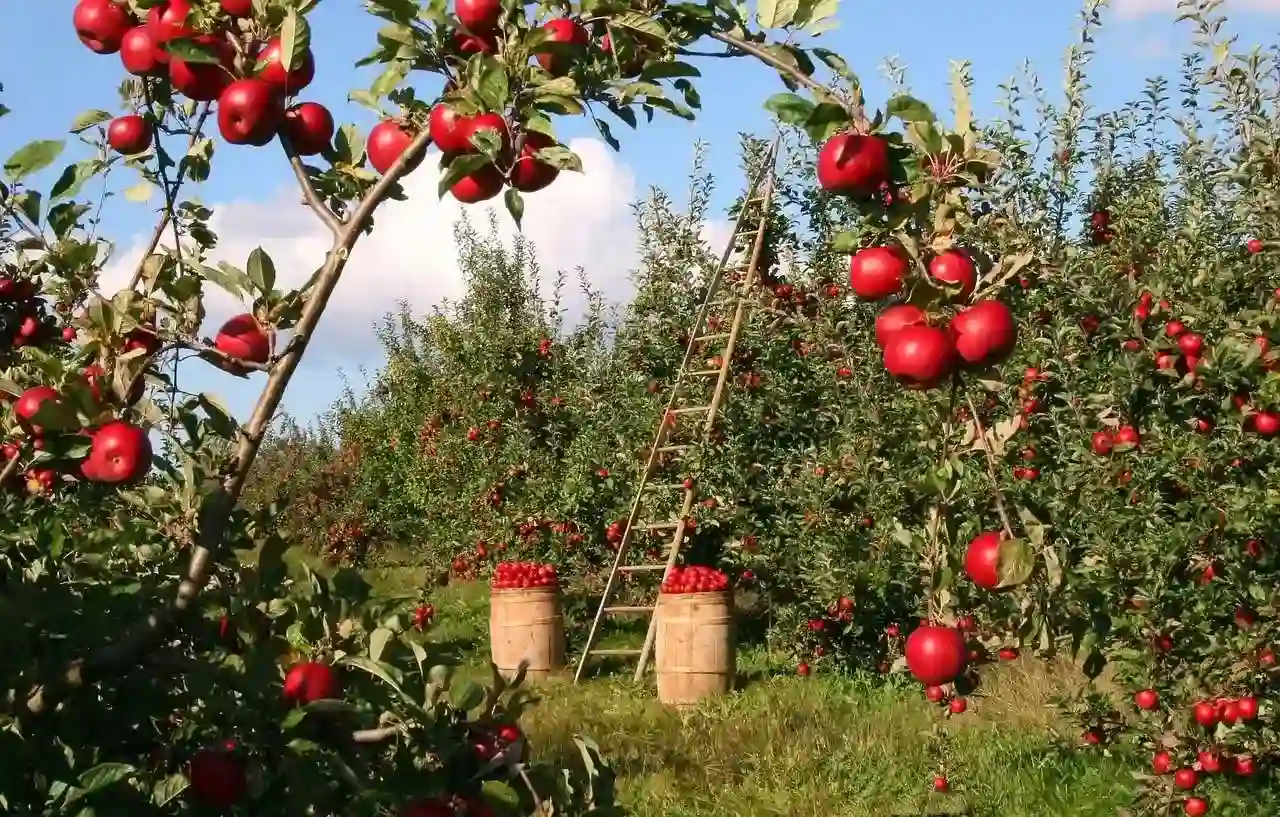 Apple trees loaded with red apples in an orchard, with a wooden ladder and barrels of apples nearby under a blue sky.