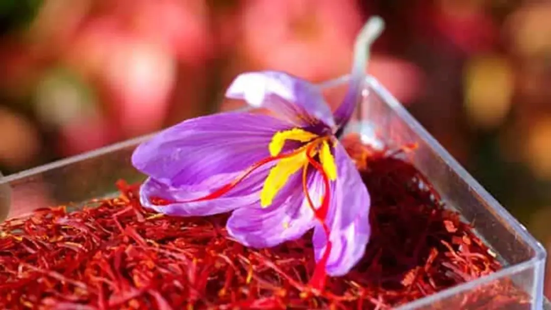 Close-up of a purple saffron crocus flower resting on a bed of red saffron threads in a clear container.
