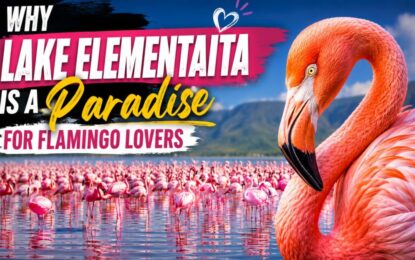 Why Lake Elementaita Is a Paradise for Flamingo Lovers › Forever Tourism LLC Banner promoting an article: 'Why Lake Elementaita is a Paradise for Flamingo Lovers' with a large flamingo on the right and hundreds of flamingos on a pink lake under a blue sky.