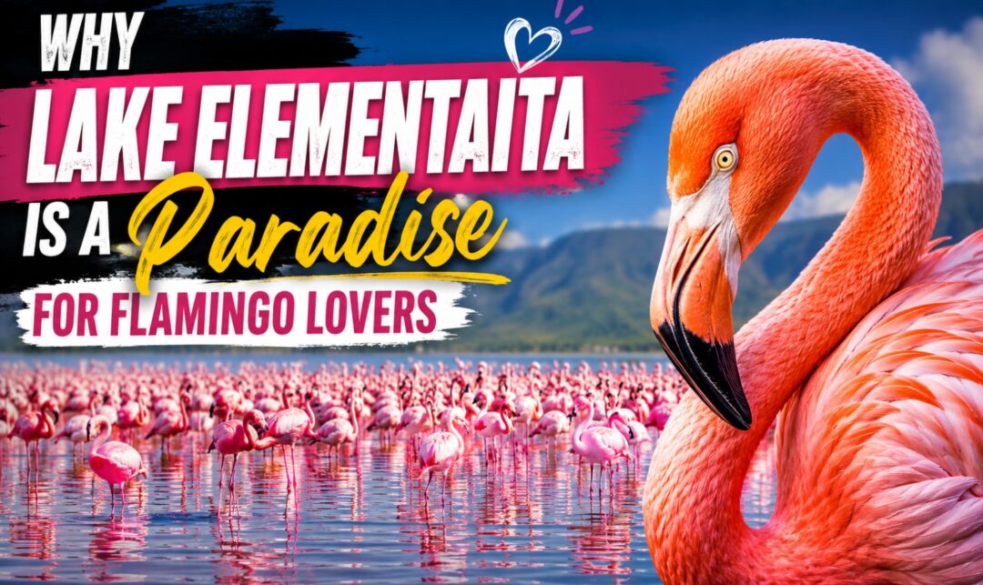 Why Lake Elementaita Is a Paradise for Flamingo Lovers › Forever Tourism LLC Banner promoting an article: 'Why Lake Elementaita is a Paradise for Flamingo Lovers' with a large flamingo on the right and hundreds of flamingos on a pink lake under a blue sky.