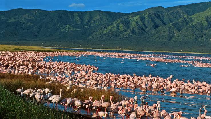 Flamingos congregate in a shallow blue lake with green mountains in the distance.