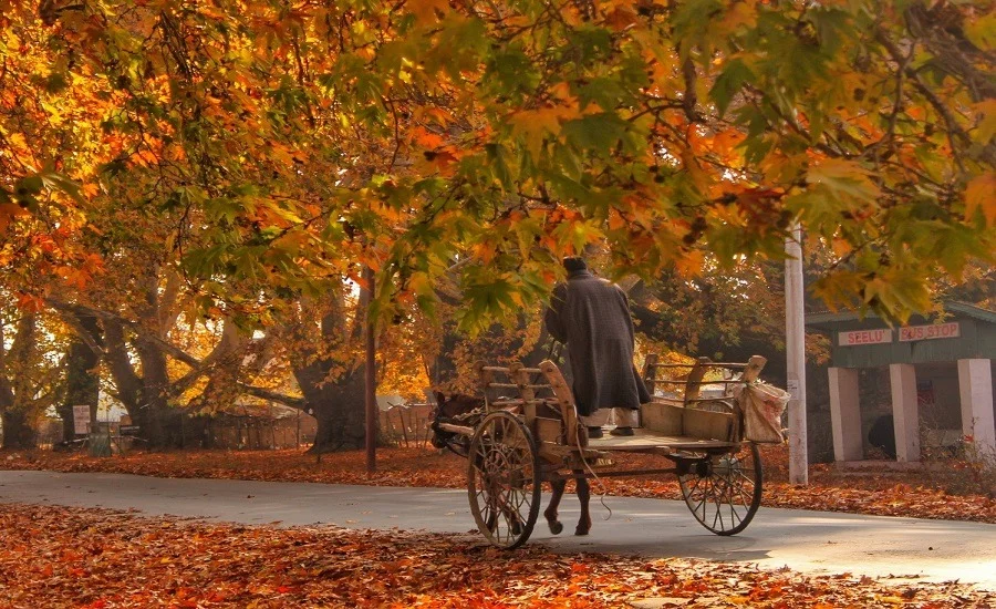 Person in a dark coat stands beside a wooden horse-drawn cart on a path covered with fallen autumn leaves, under orange trees.