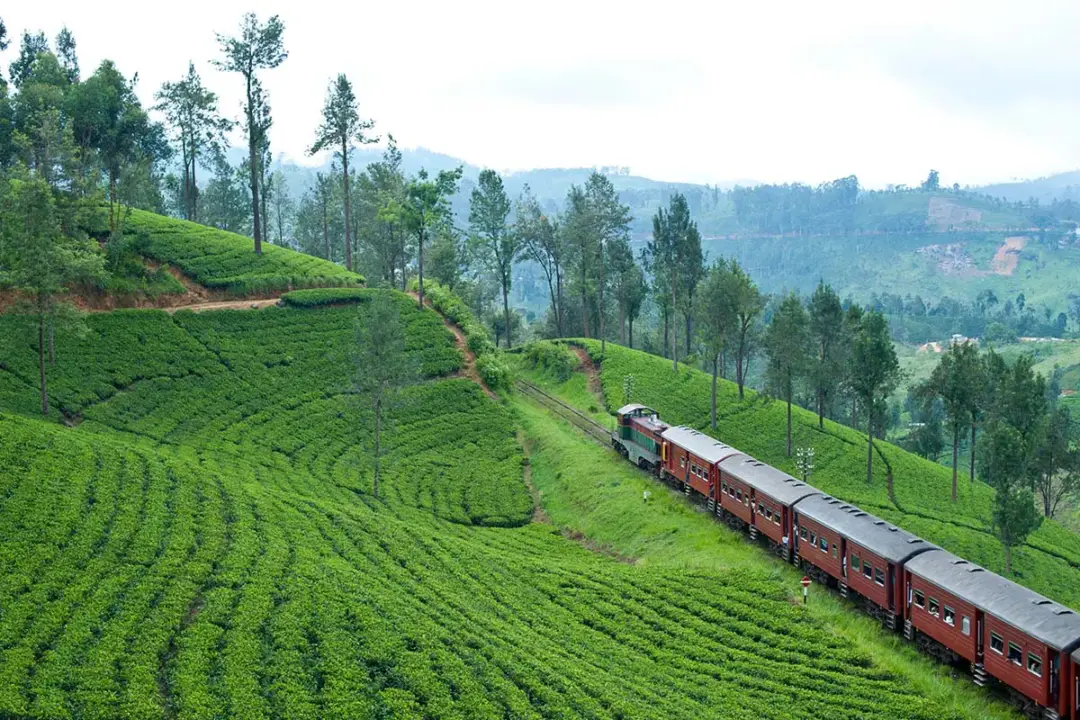 Red passenger train winds along a hillside tea plantation with neatly pruned rows of green bushes and tall trees lining the slopes.