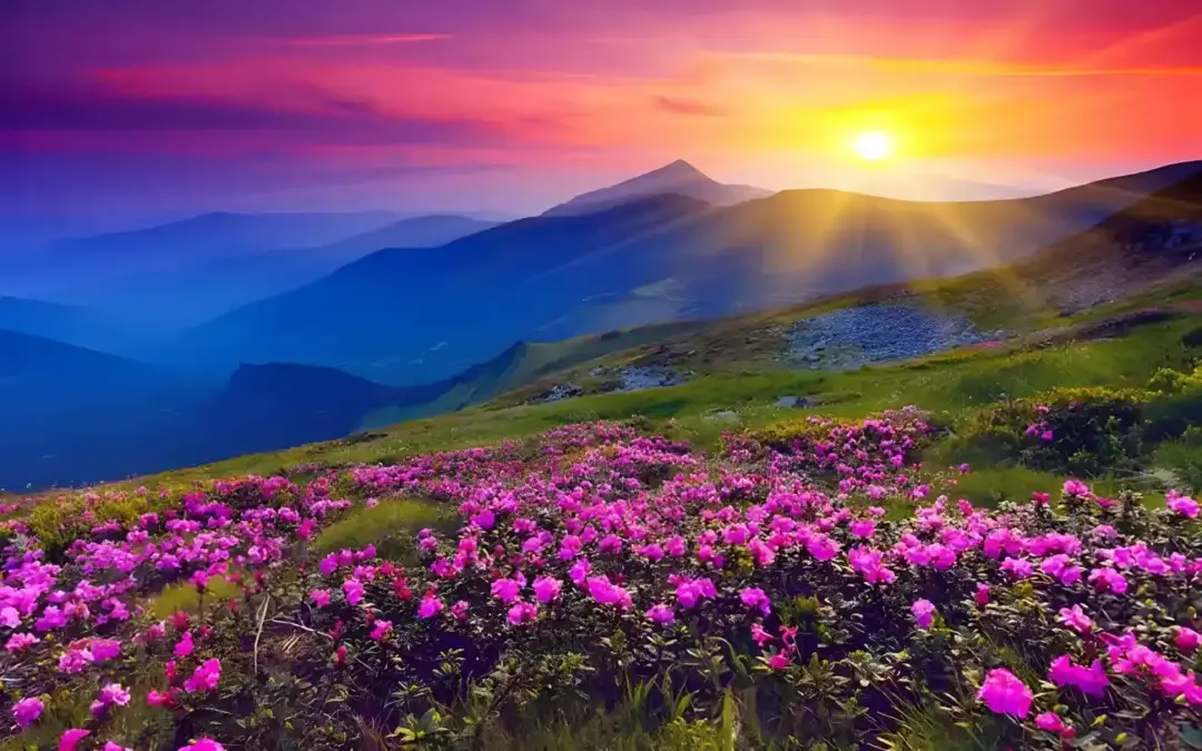 Sunset over rolling blue mountains with sun rays and a foreground field of bright pink flowers in bloom.