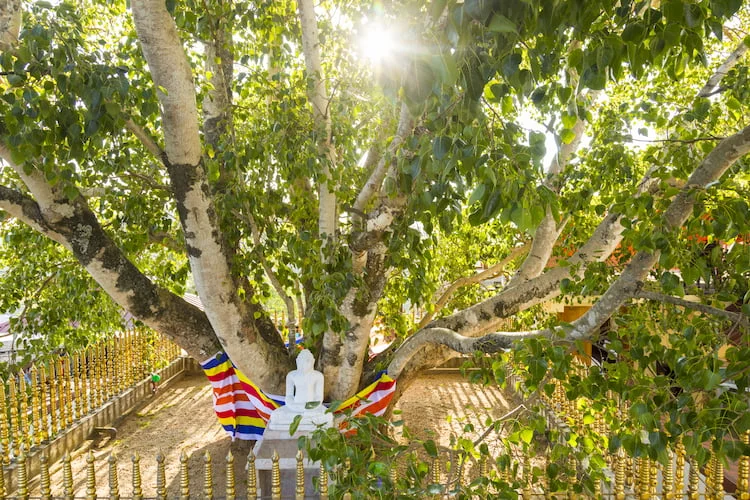 Statue of a seated Buddha under a large tree, draped with colorful striped fabric and surrounded by a gold fence under bright sunlight fed through leaves.