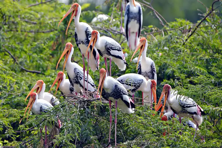 Group of white storks with orange bills perched on tree branches in a green, leafy setting.