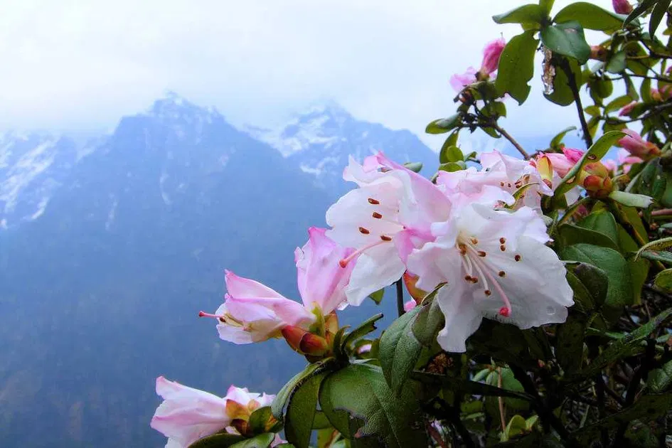 Pink and white rhododendron blossoms in the foreground with misty blue mountains behind.
