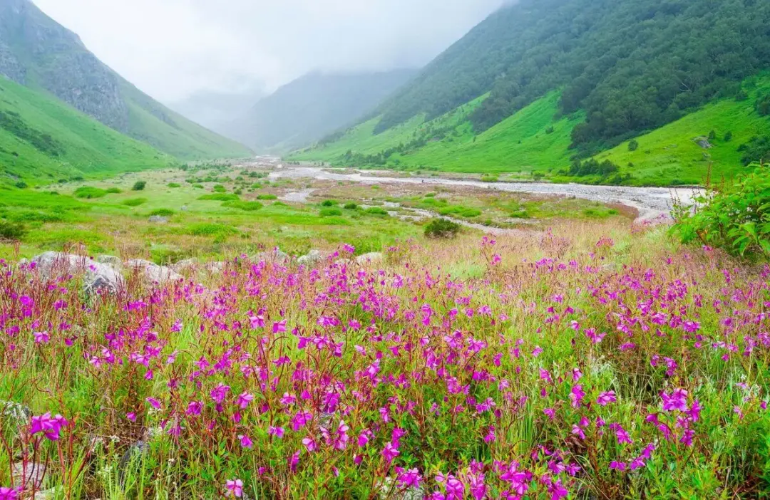 Vibrant valley scene with pink wildflowers in the foreground, a meandering river, green hills, and misty mountains in the distance.