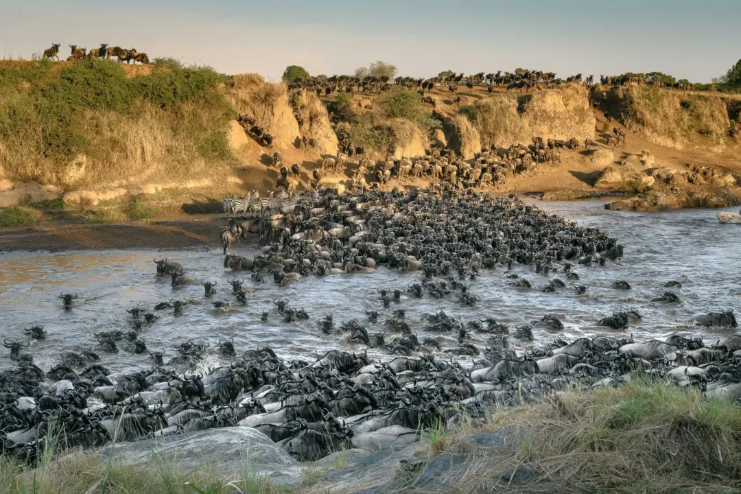 Huge herd of wildebeest crossing a river during migration, with zebras mixed in near shorline and savanna in the background at sunset.