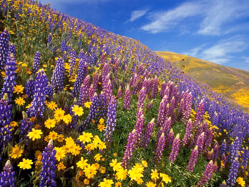 A hillside covered in purple lupines and bright yellow wildflowers under a clear blue sky on a sunny day.
