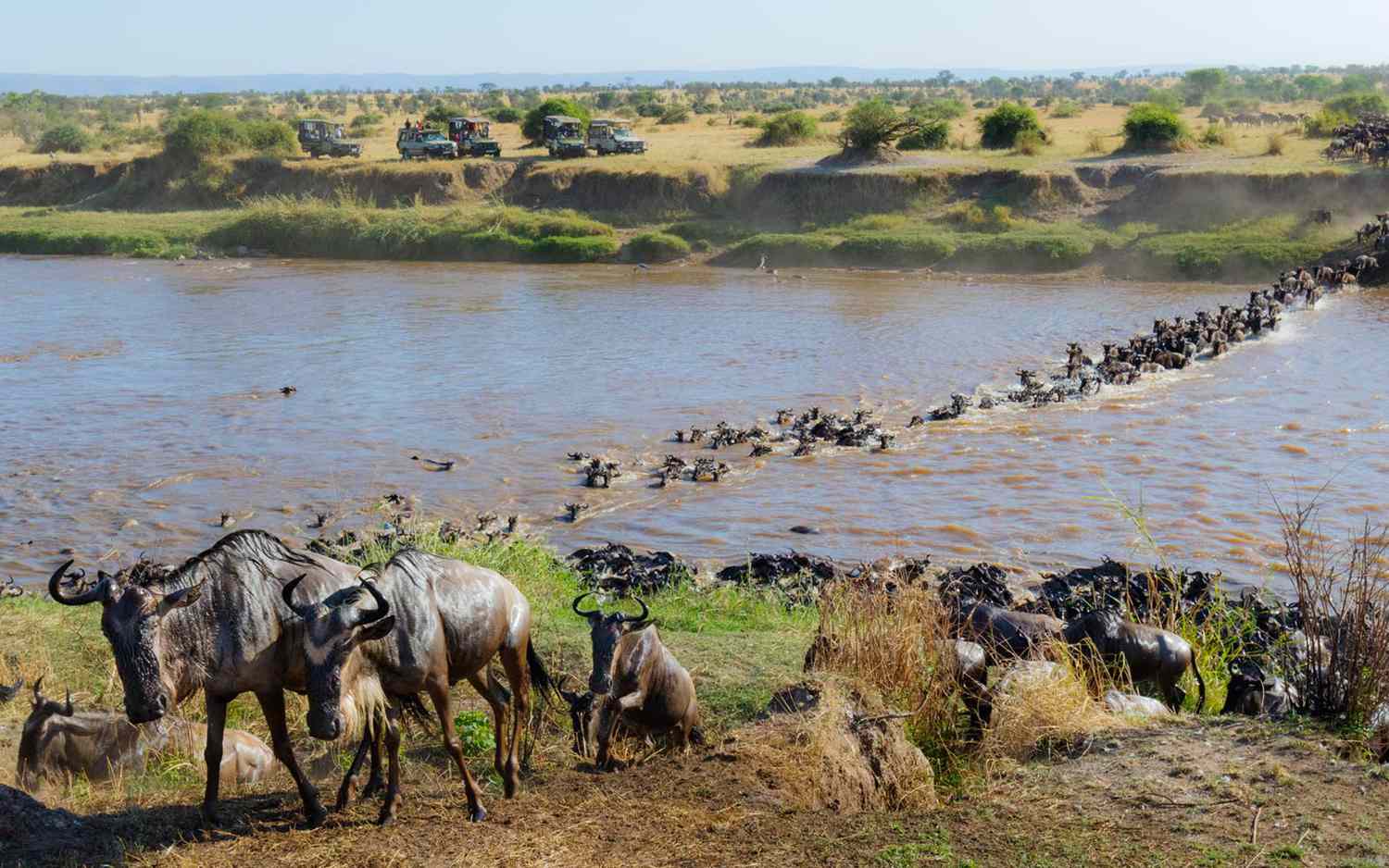 Wildebeest herd crossing a wide river toward the far bank, with several vehicles on the distant shore watching.