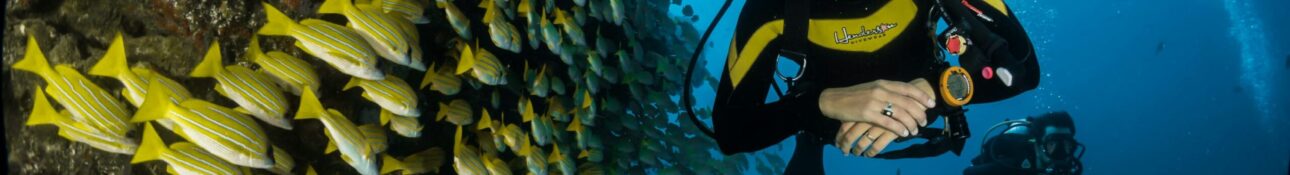 scuba diving dubai hd 2